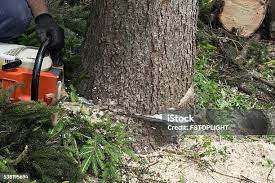 Best Commercial Tree Services  in Lake Camelot, WI