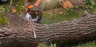 Best Hazardous Tree Removal  in Lake Camelot, WI