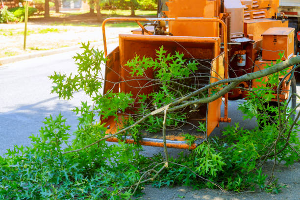Best Tree Removal  in Lake Camelot, WI